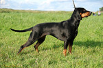 Polish Hunting Dog on the grass