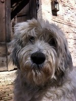 Polish Lowland Sheepdog face