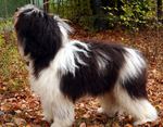 Polish Lowland Sheepdog for a walk