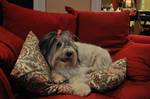 Polish Lowland Sheepdog on the couch