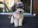 Polish Lowland Sheepdog puppy