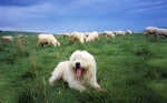 Polish Lowland Sheepdog 