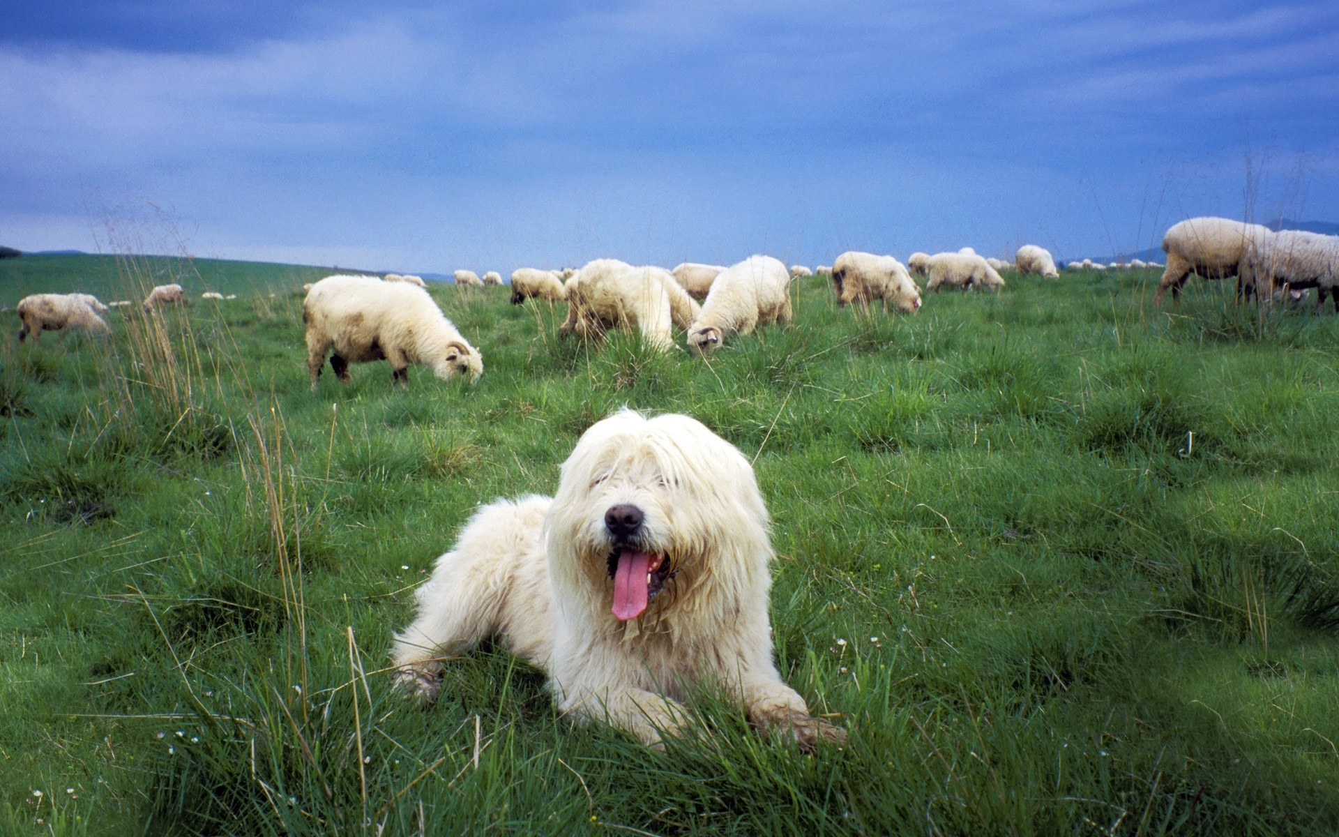 Польская низинная овчарка фото