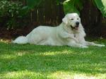 Polish Tatra Sheepdog on the grass