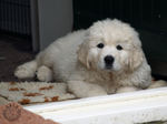 Polish Tatra Sheepdog puppy