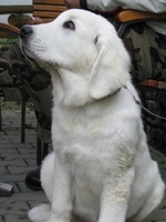 Polish Tatra Sheepdog