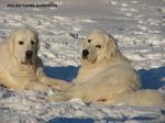 Polish Tatra Sheepdogs in the snow