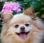 Pomeranian dog and a flower