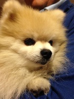 Pomeranian dog face