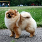 Pomeranian dog for a walk