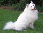 Pomeranian dog on the grass