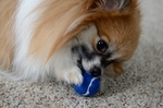 Pomeranian dog with a ball