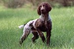 Pont-Audemer Spaniel dog on the grass