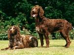 Pont-Audemer Spaniel dogs