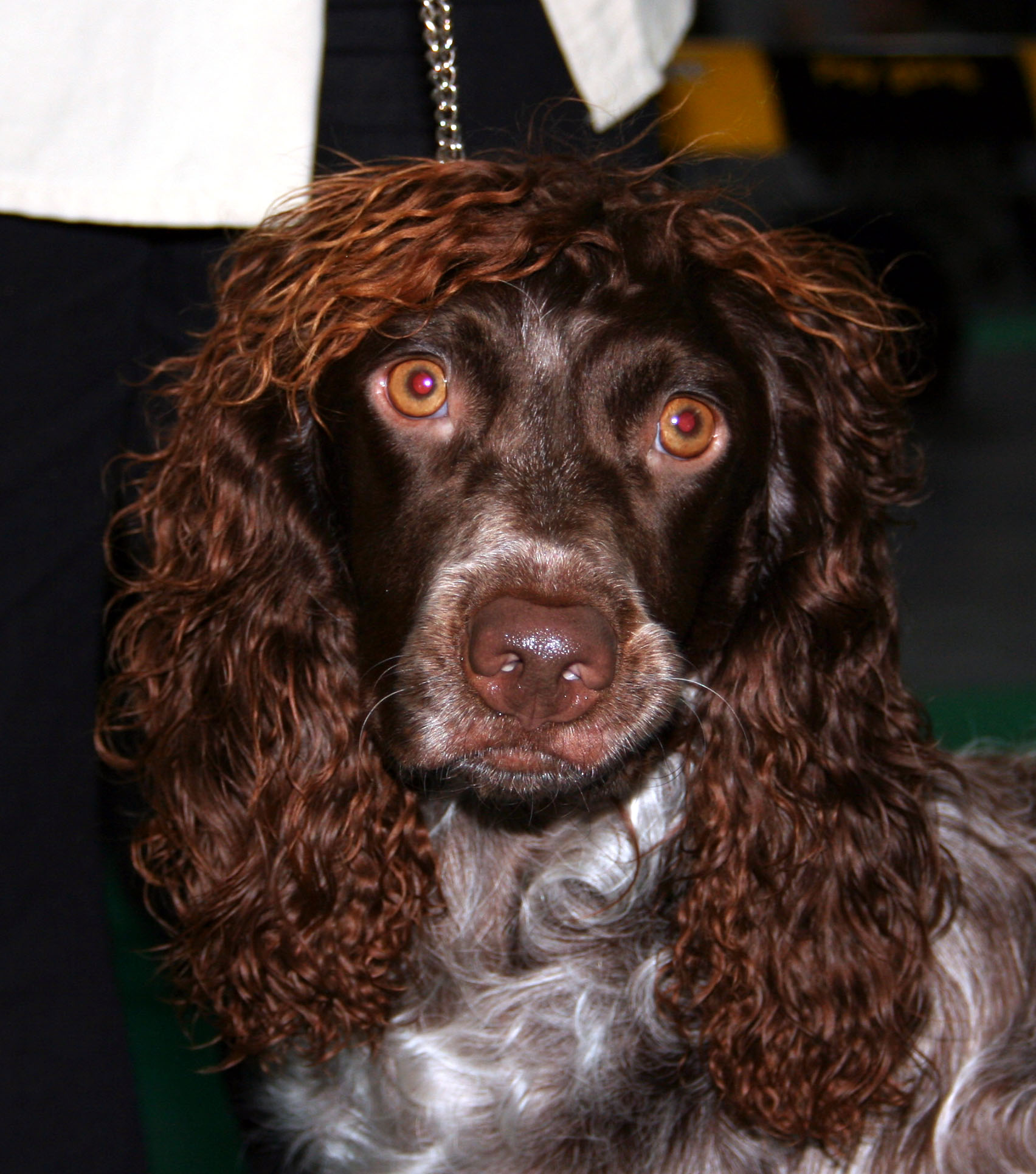 Pont-Audemer Spaniel wallpaper