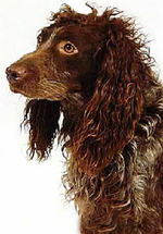 Pont-Audemer Spaniel portrait