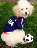 Poodle dog football