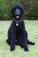 Poodle dog on the grass