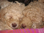 Poodle puppies