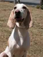 Porcelaine dog face