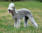 Portret Bedlington Terrier