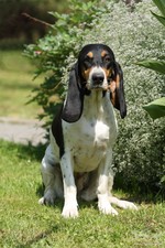 Portret of Berner Laufhund dog
