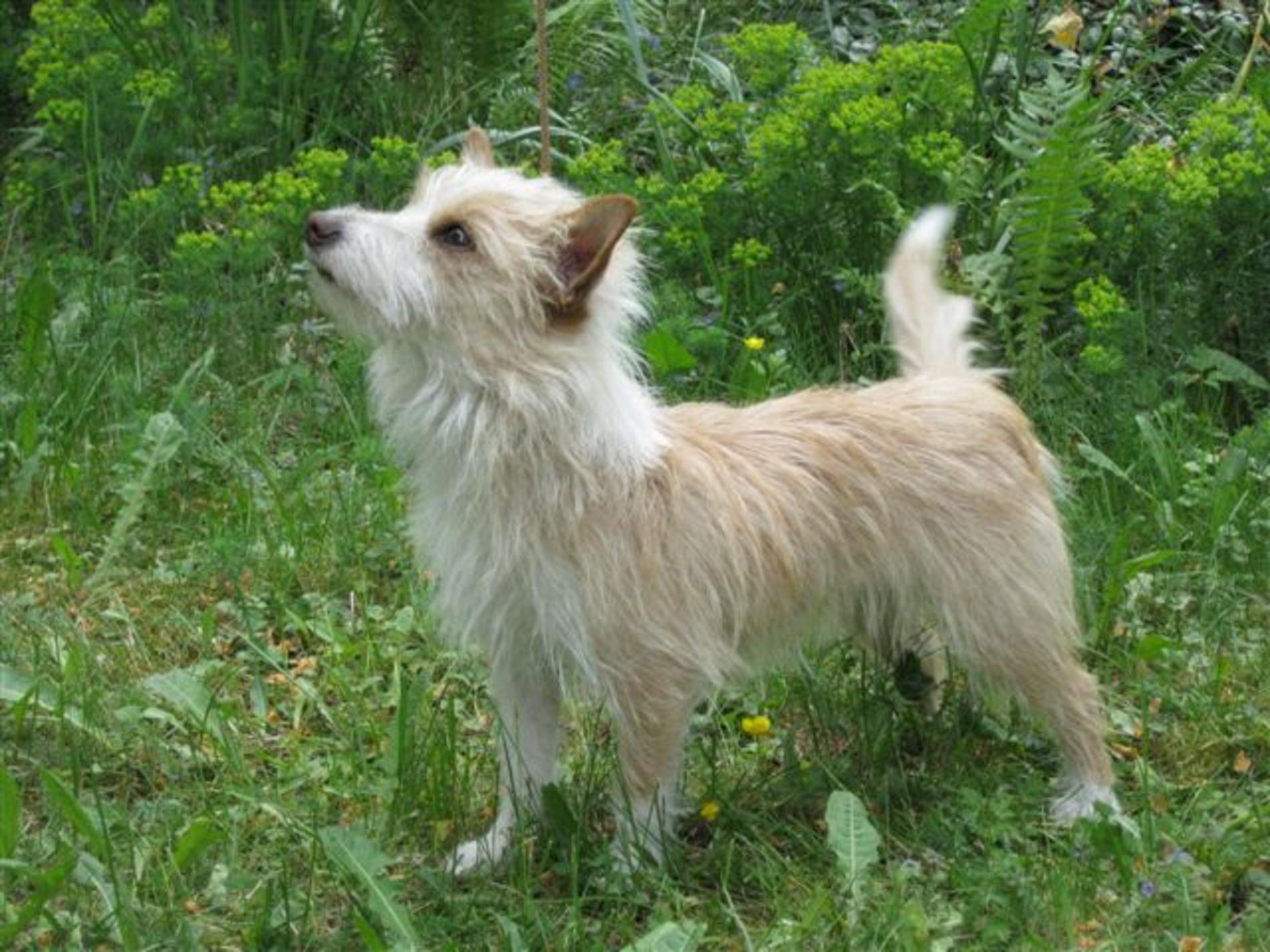 portuguese podengo pequeno breeders