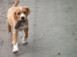 Portuguese Pointer dog on the road