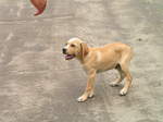 Portuguese Pointer dog 