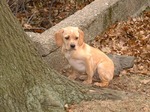 Portuguese Pointer near the tree