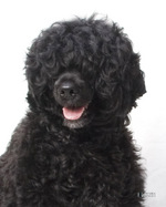 Portuguese Water Dog portrait