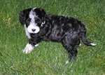 Portuguese Water Dog puppy