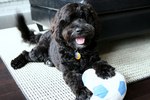 Portuguese Water Dog with a ball