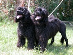 Portuguese Water Dogs