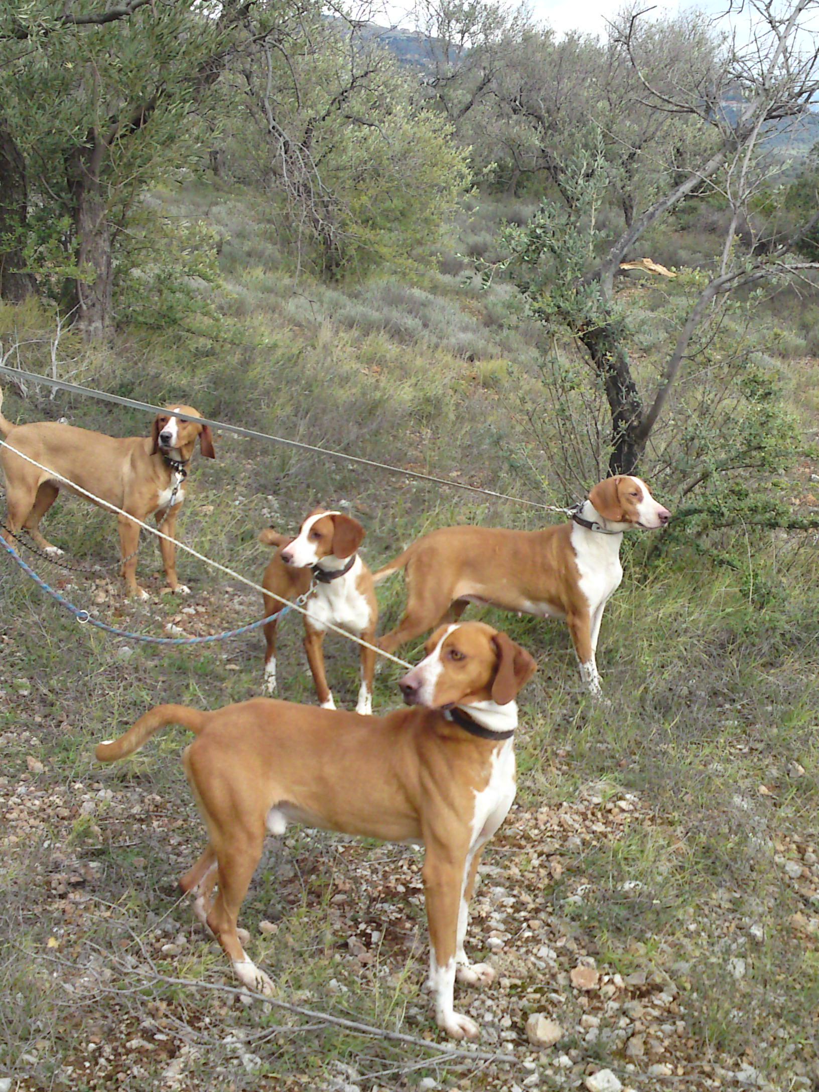 Posavac Hound Dogs Photo And Wallpaper Beautiful Posavac Hound Dogs Pictures