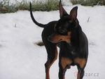 Pražský Krysařík dog on the snow