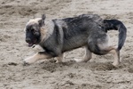 Predatory American Alsatian