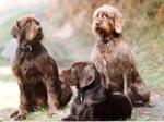 Pudelpointer dogs