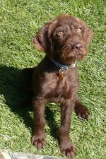 Pudelpointer puppy