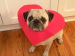 Pug dog and cute heart