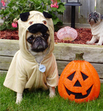 Pug in Halloween costume