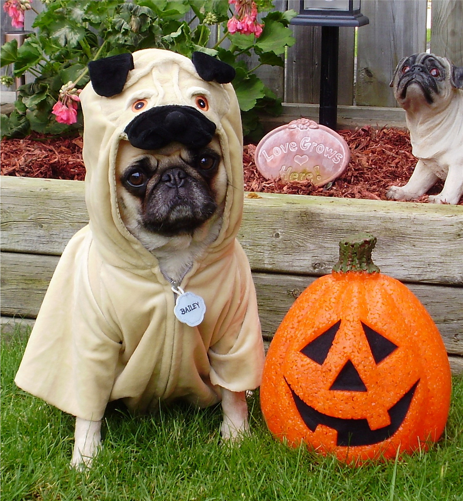 Pug in Halloween costume фото