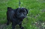 Pug puppy