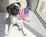Pug with flag