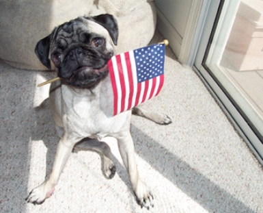 Pug with flag фото