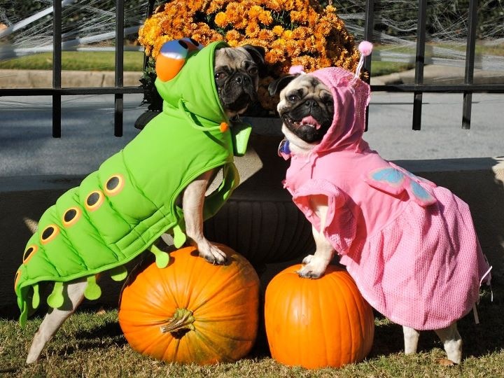 Pugs in Halloween costumes фото