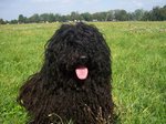 Puli dog on the grass