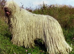 Puli dog on the mountain