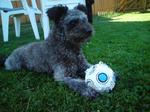 Pumi dog with a ball