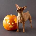 Pumpkin Chihuahua dog